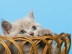 Британский котенок - кот лилового окраса
